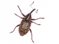 Notaris scirpi
